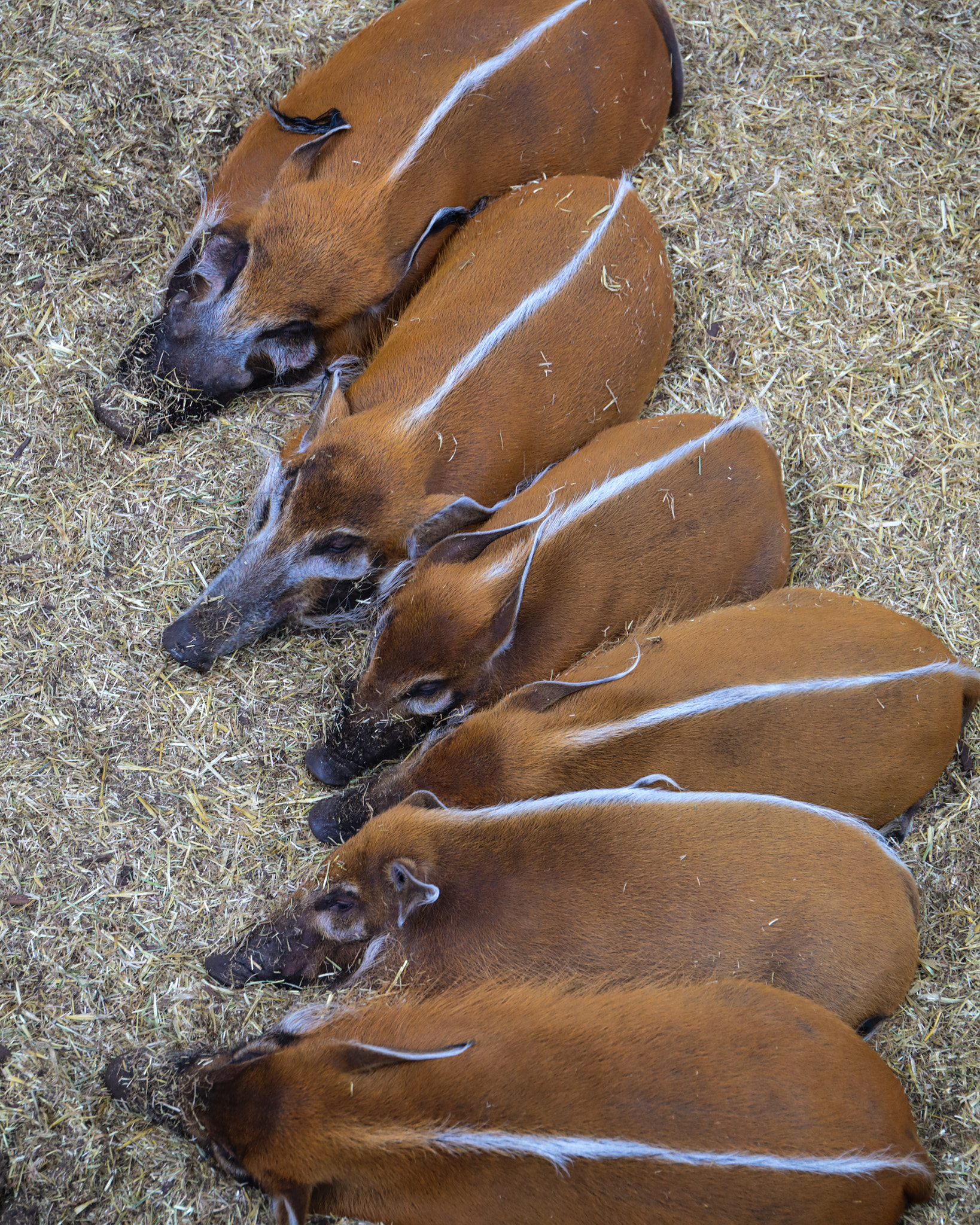 Hogs in a row