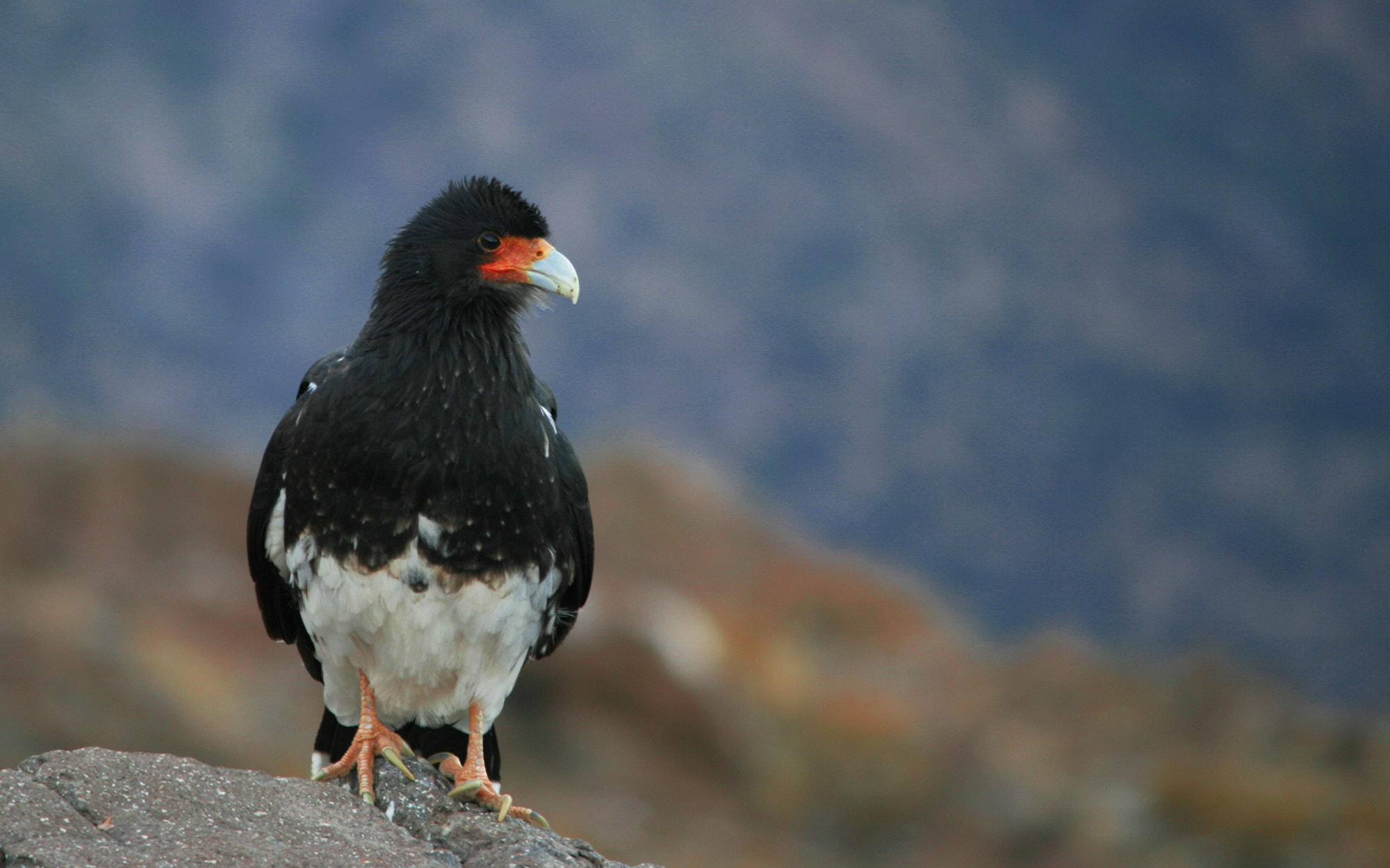 Carancho Trato bird
