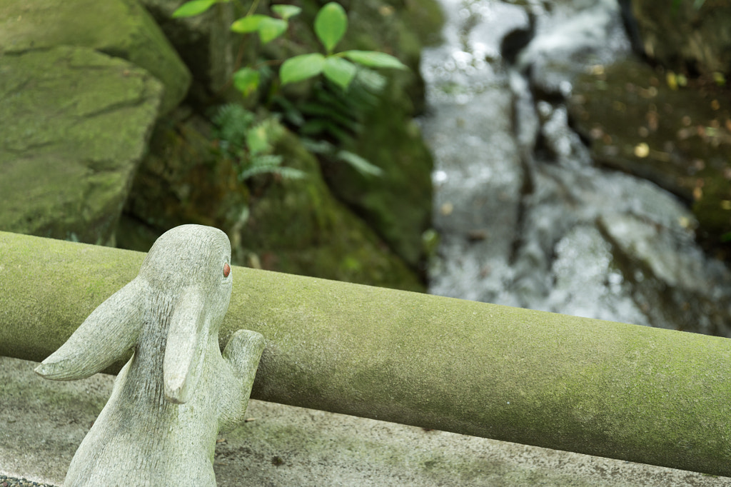 Mei-Getsu-In(明月院) by Kou Gondaira on 500px.com