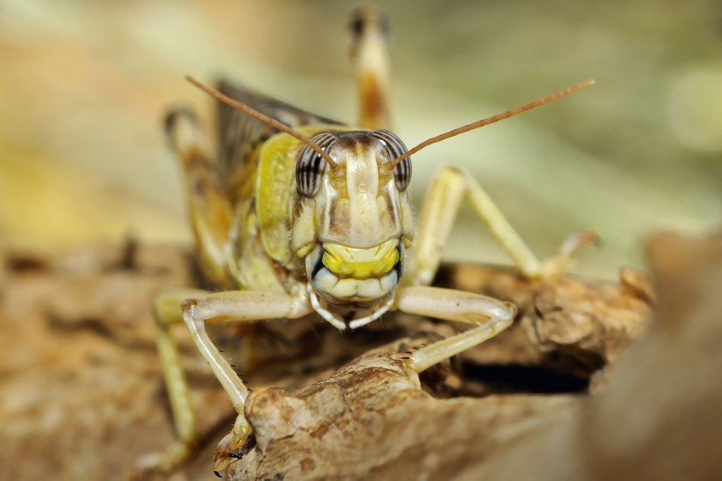 Desert Locust by Josef Gelernter on 500px.com