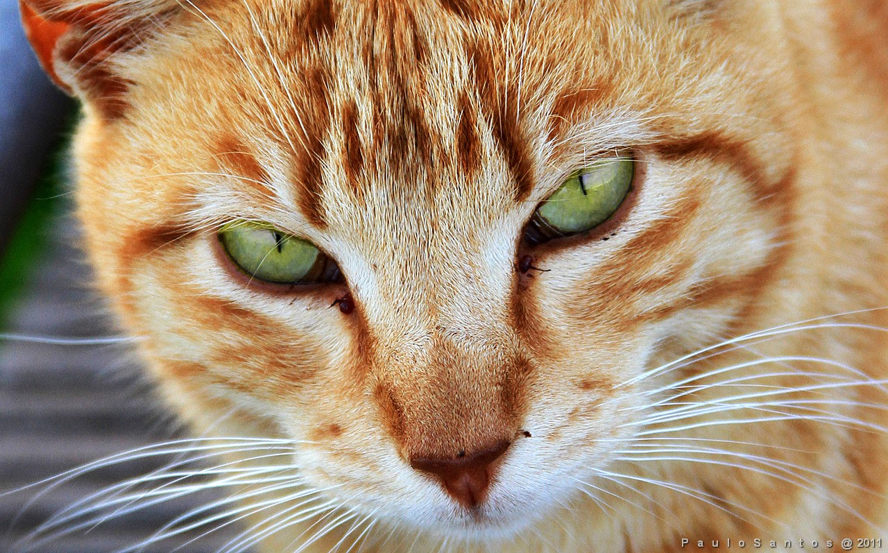 Joe The Cat