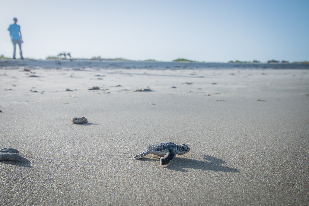 Baby Green sea turtle making its way to the Ocean. by SG Wildlife  Photography on 500px.com