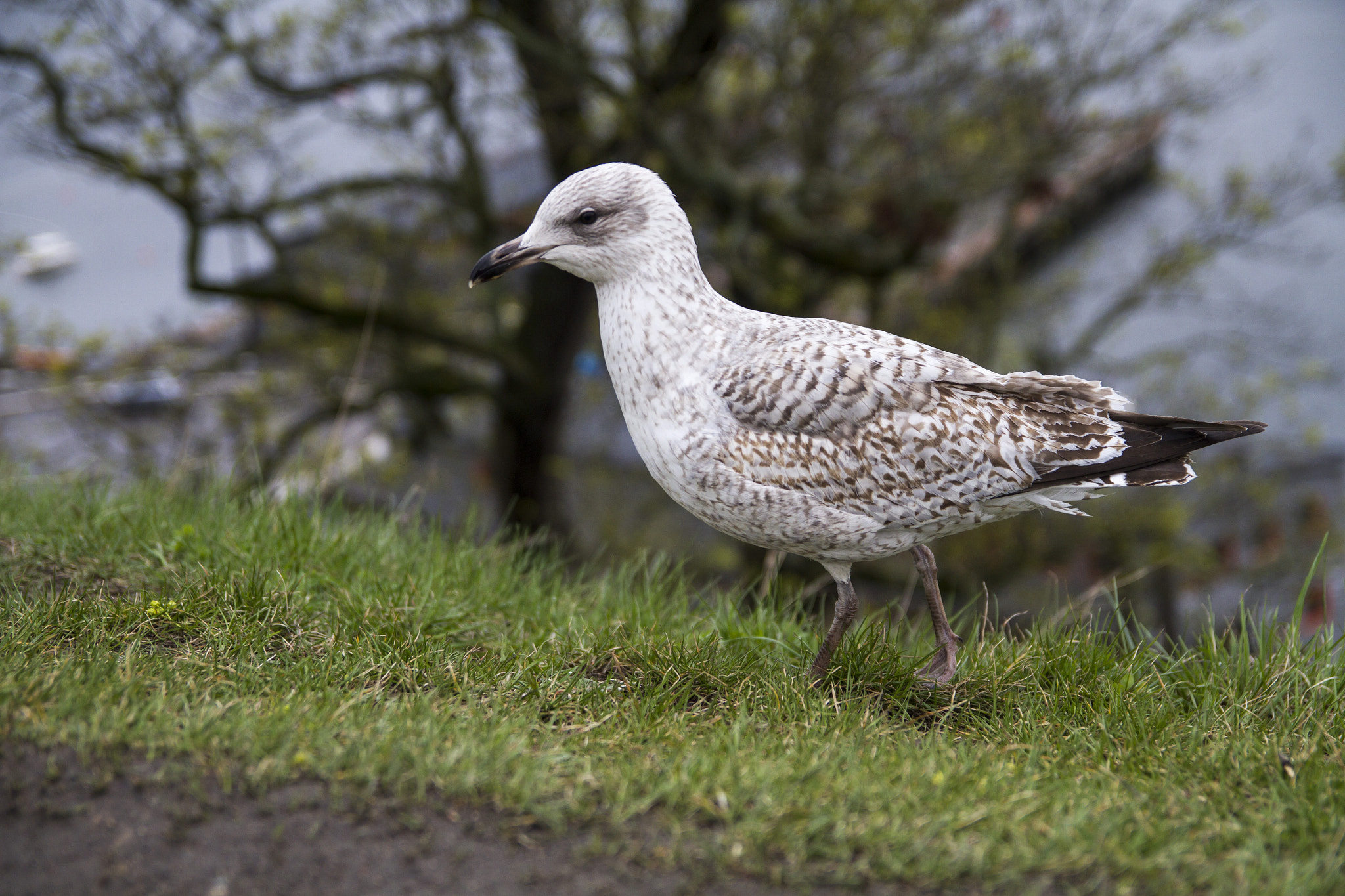 Bird at Akershus Fortress, Oslo, Norway