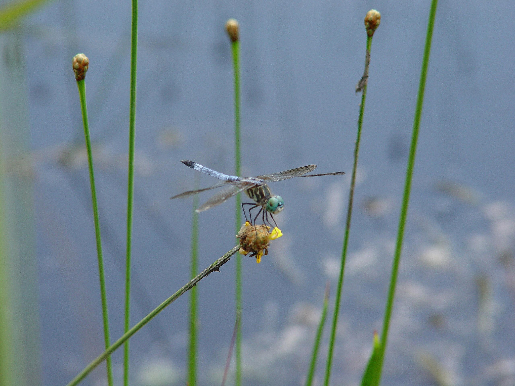 Old dragonfly on seedhead of Yellow-eyed Grass
