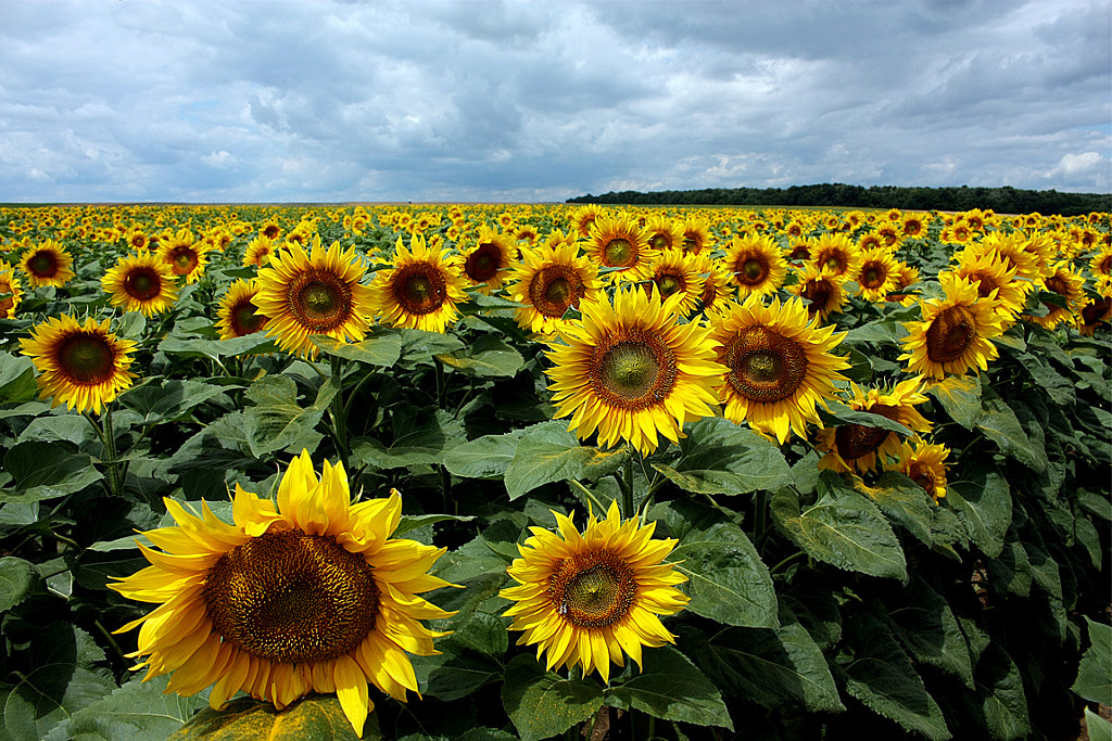 Sunflowers by Stefan Andronache on 500px.com