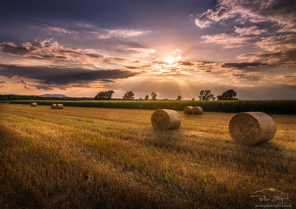 Golden field by Peter Zajfrid on 500px.com