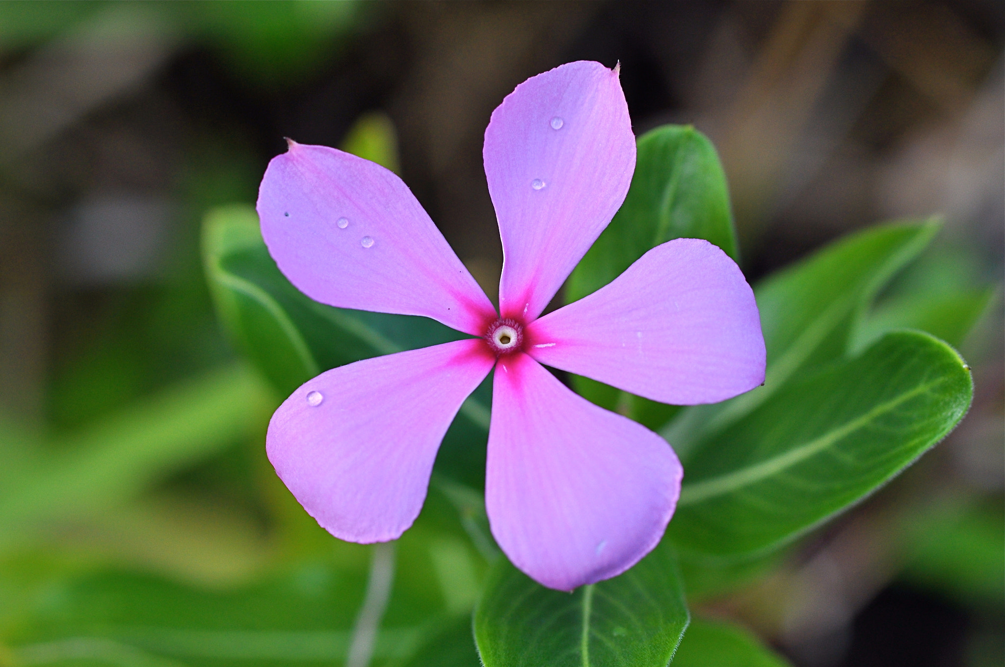 Madagascar rosy periwinkle by Tojo Lytah RAZAFIMAHEFA / 500px