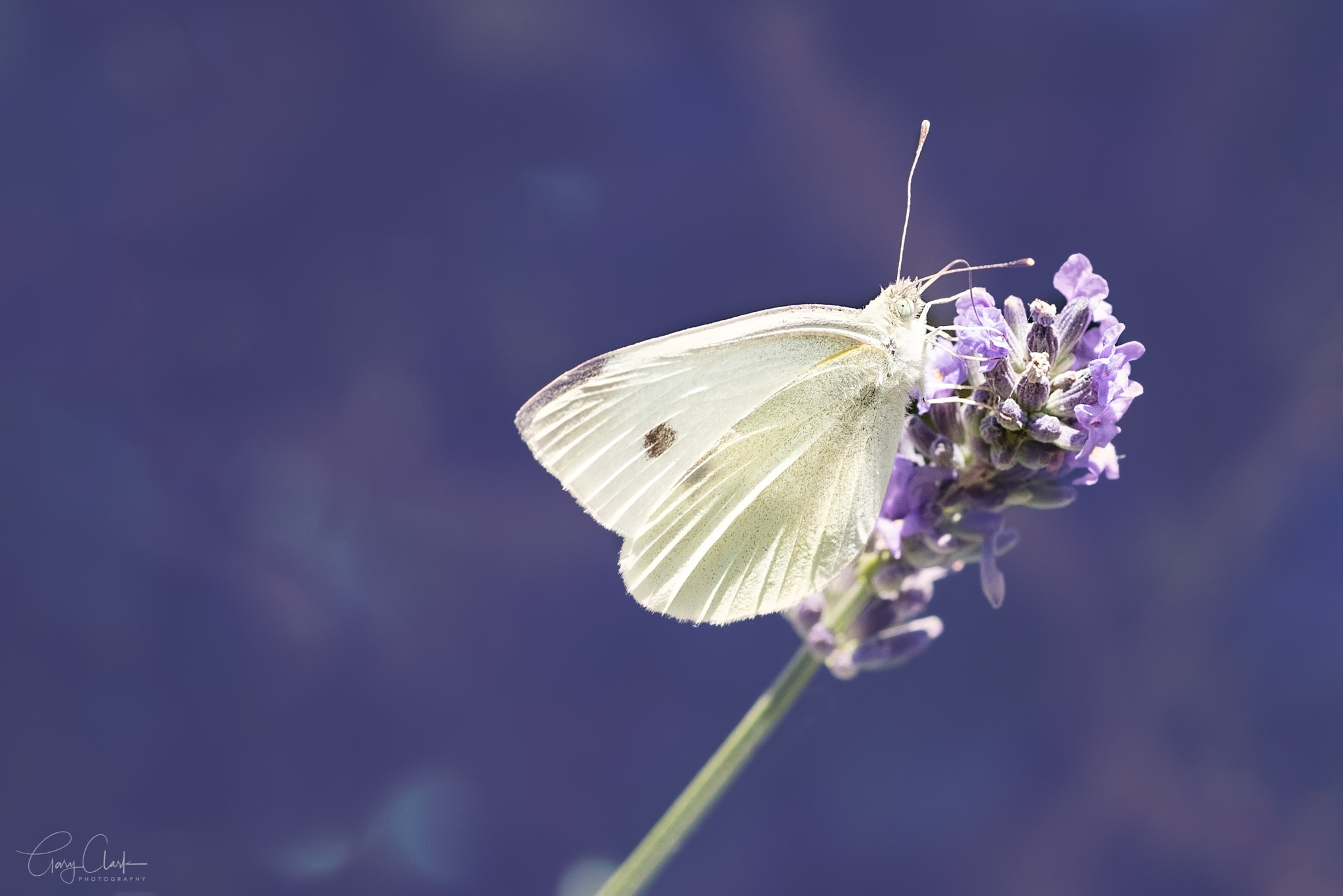 A Large White on some Lavender