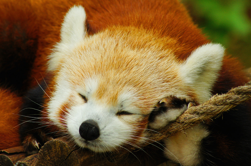 sleeping wild animals