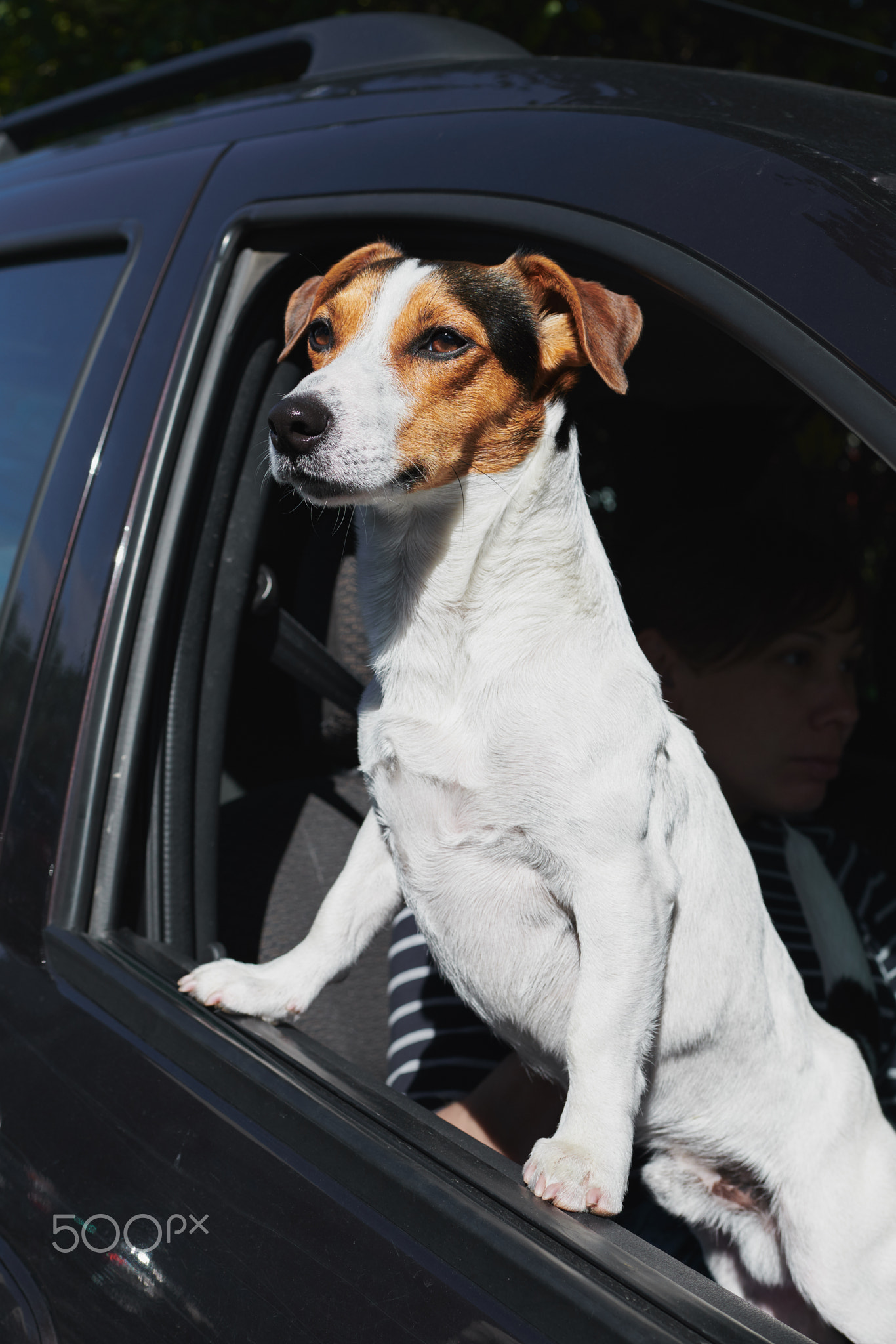 Dog while looking through car's window