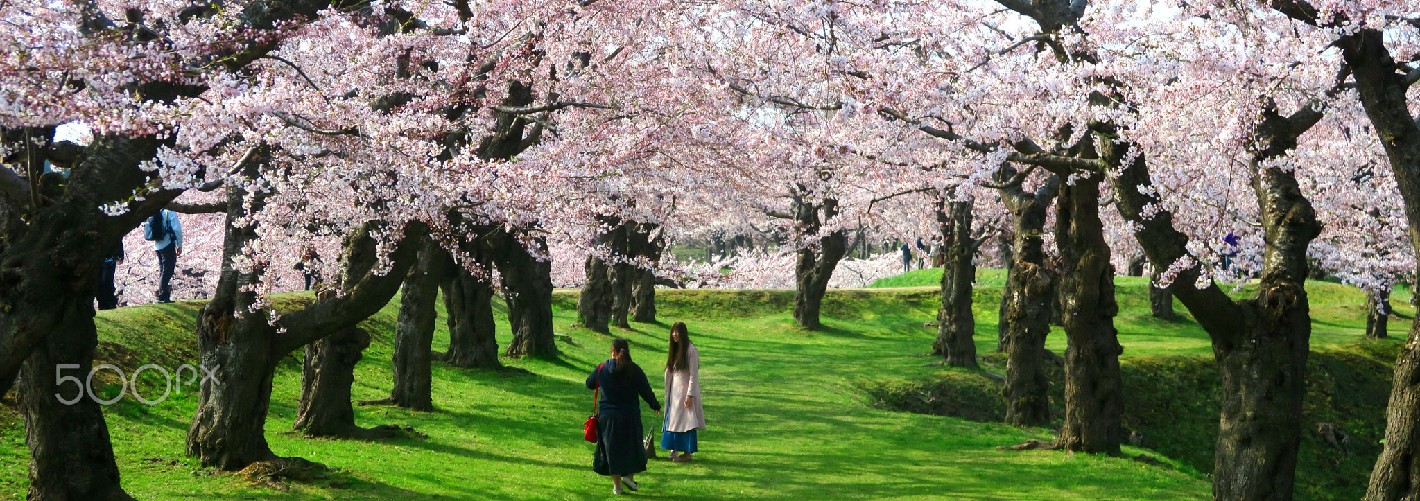 HOKKAIDO X / Spring - Color 18
