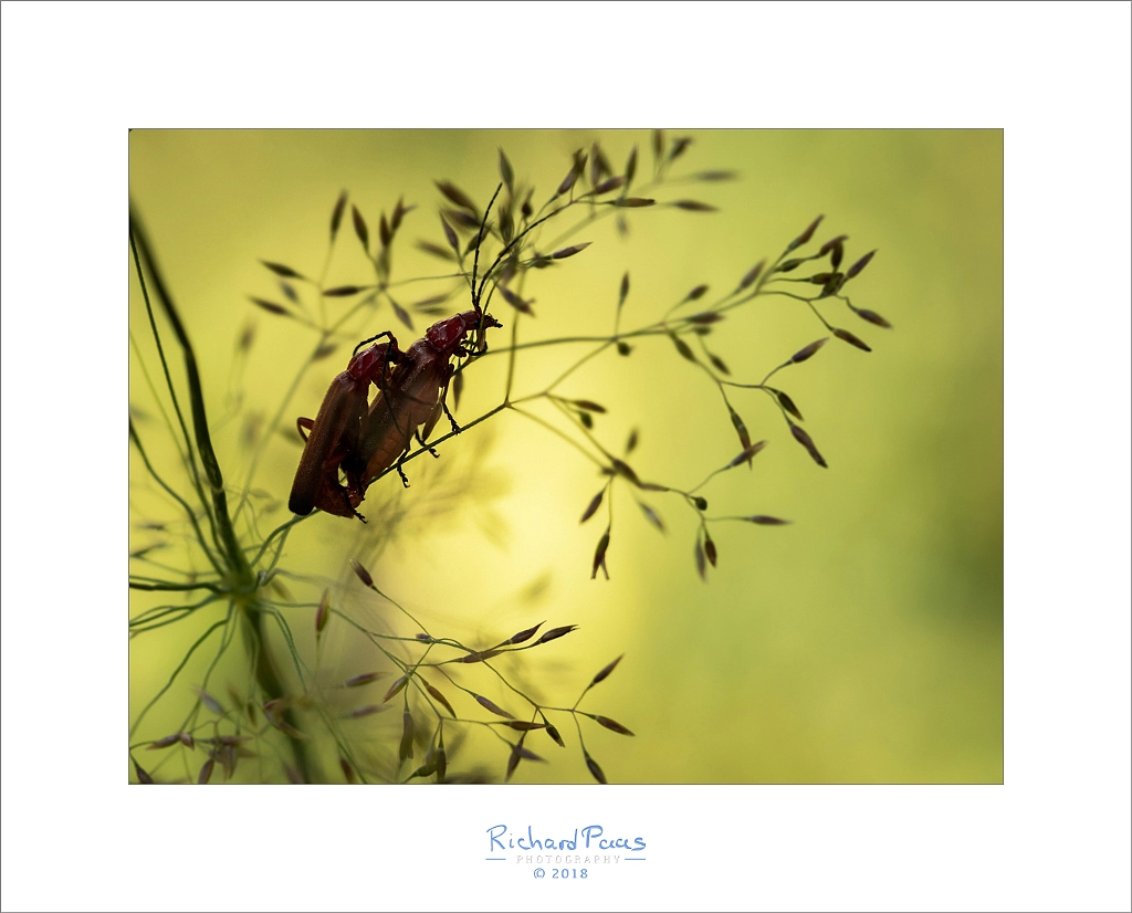 Copulating common red soldier beetle by Richard Paas on 500px.com