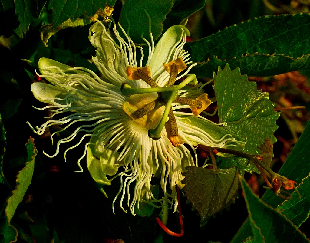 Passion Flower by pdurpan on 500px.com