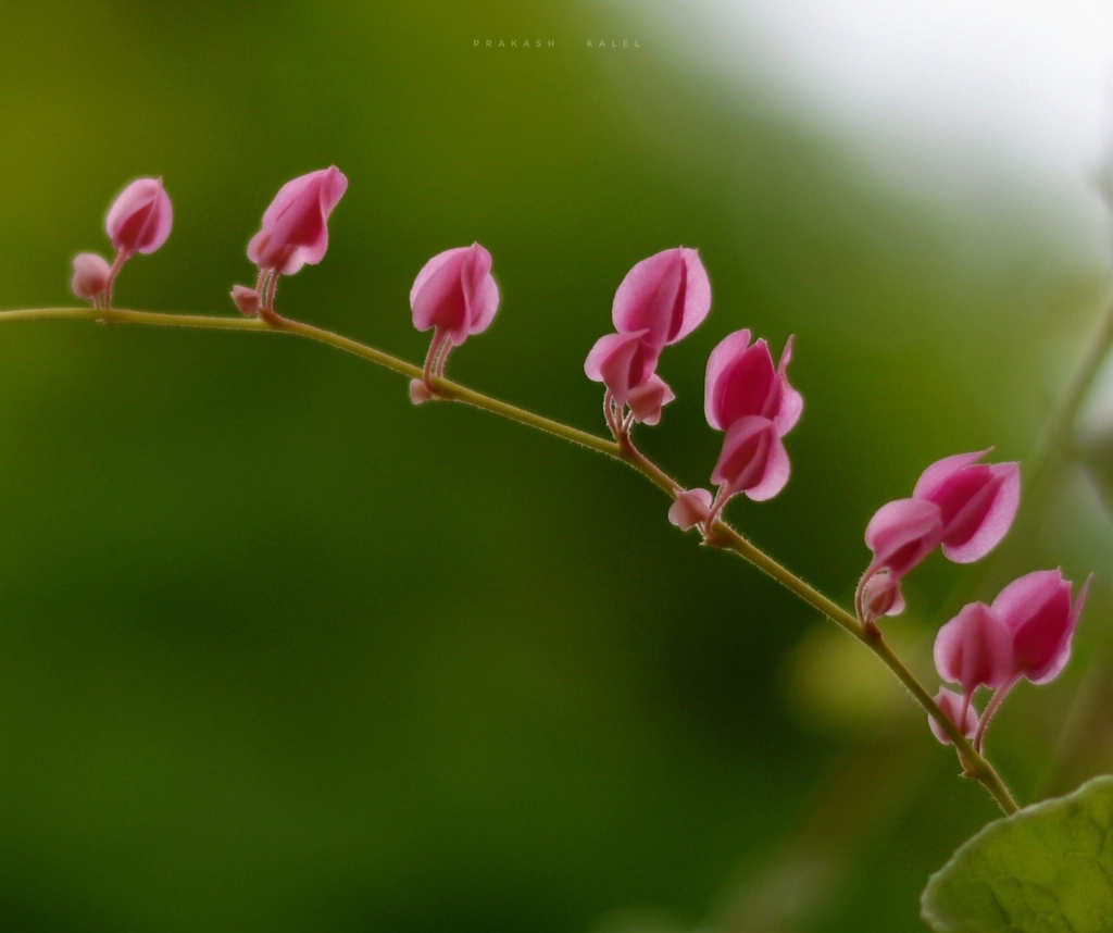 Mexican coral vine by Prakash Kalel on 500px.com