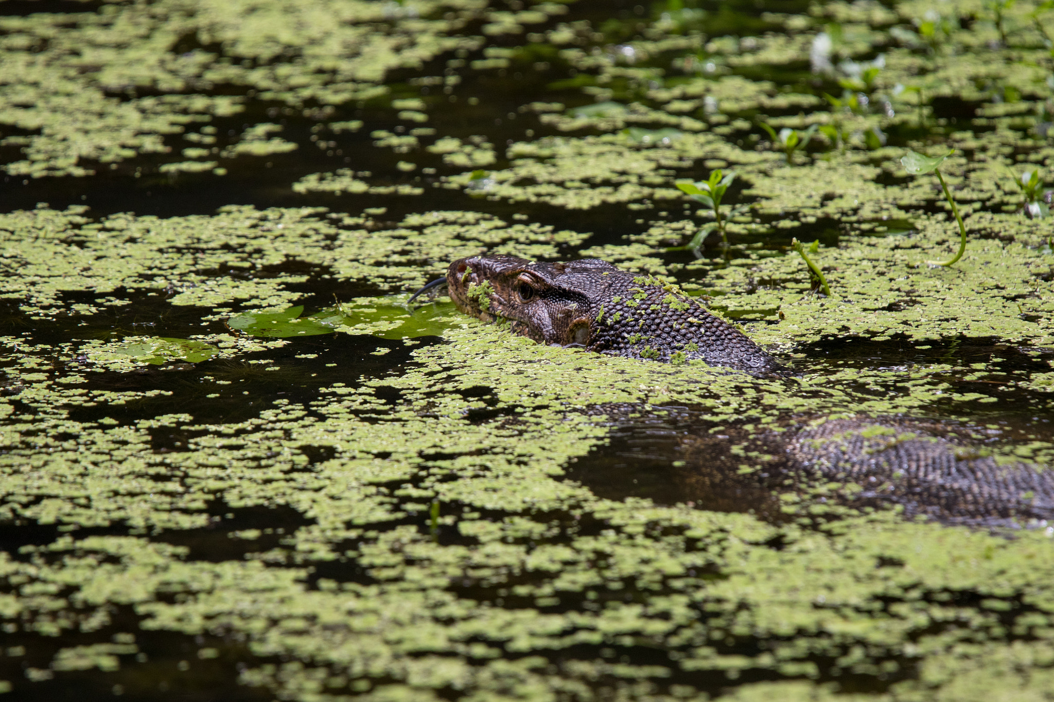 Hiding between the green
