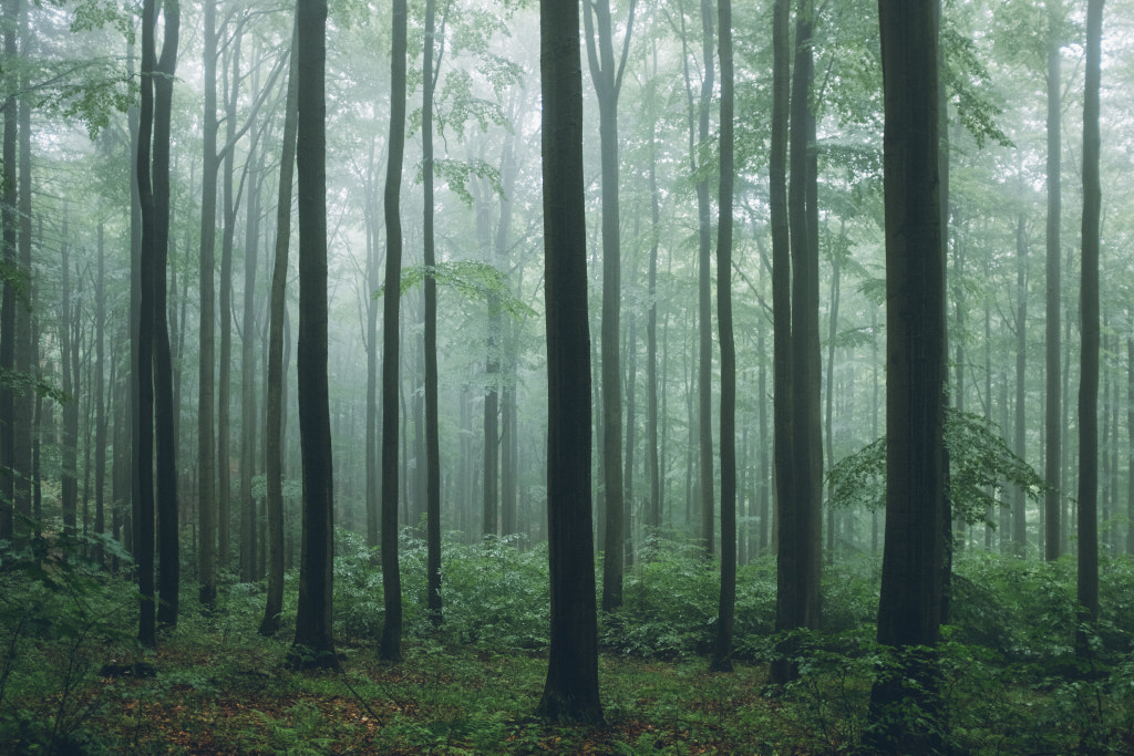 Moody forest by Lukáš Vandlis on 500px.com