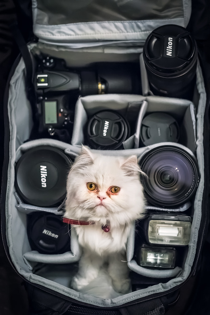 Photographer Cat by Erhan Meço on 500px.com