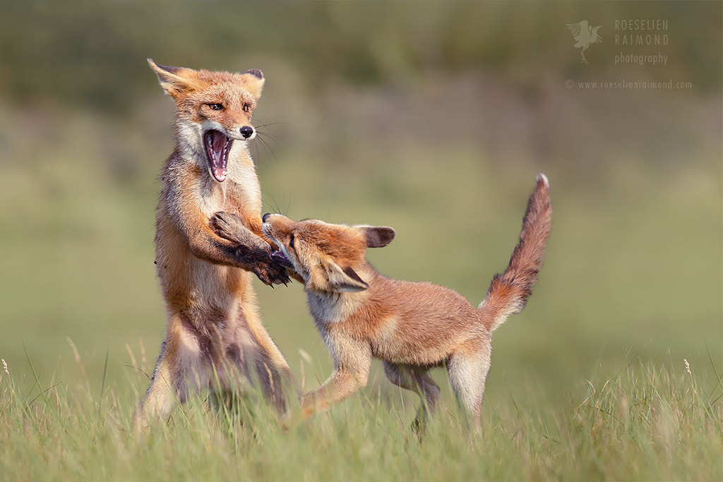 The Wizzard by Roeselien Raimond on 500px.com