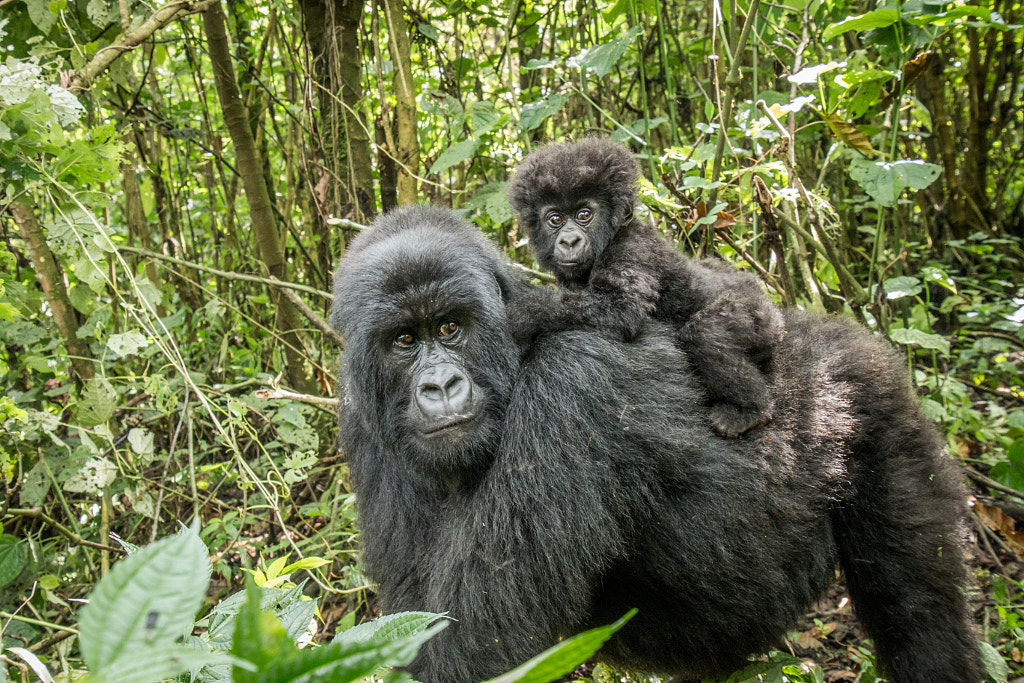 Baby Mountain gorilla sitting on his mother. by SG Wildlife Photography on 500px.com