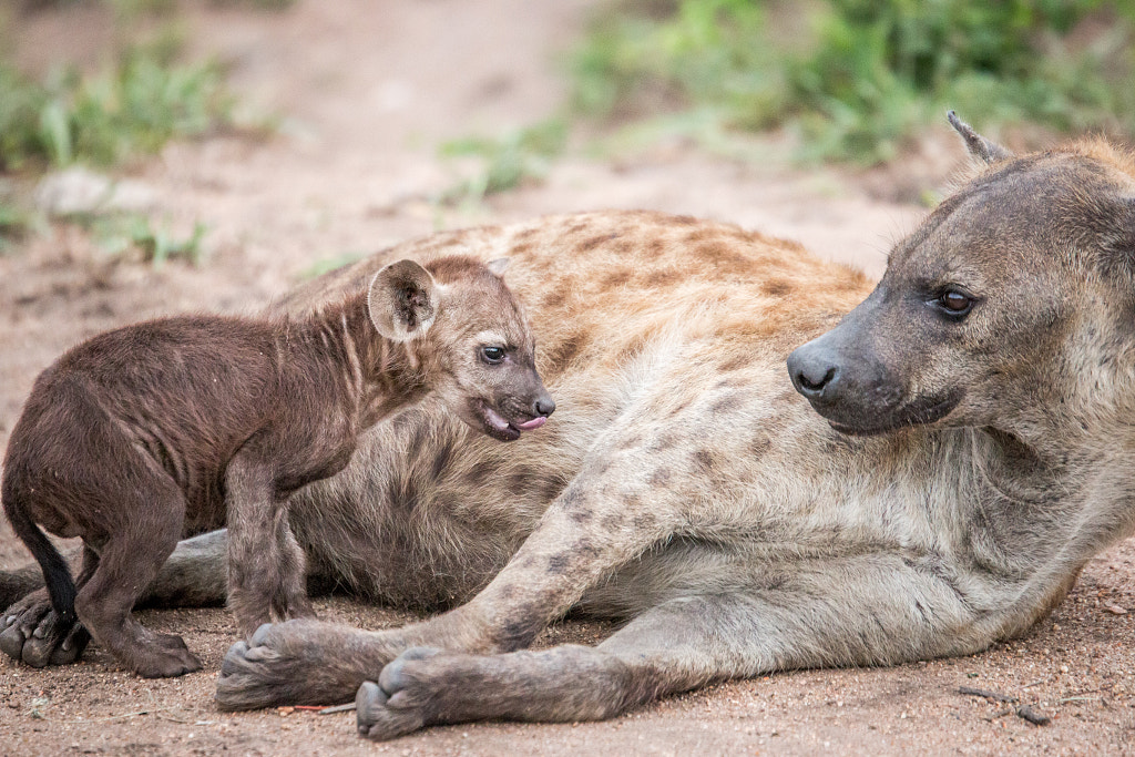 Baby Spotted hyena with his mother. by SG Wildlife Photography on 500px.com