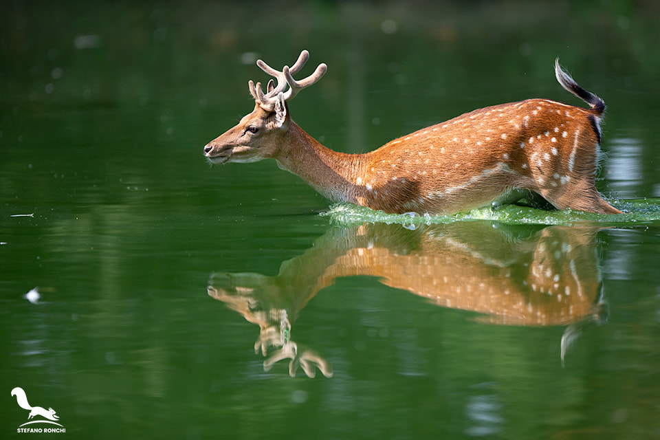 In to the water by Stefano Ronchi on 500px.com