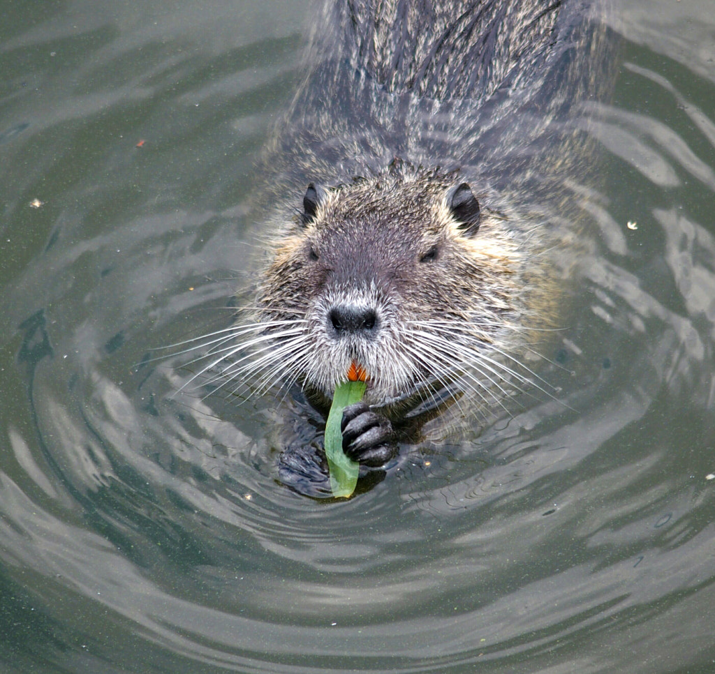 Nutria by zdenek kruzik on 500px.com