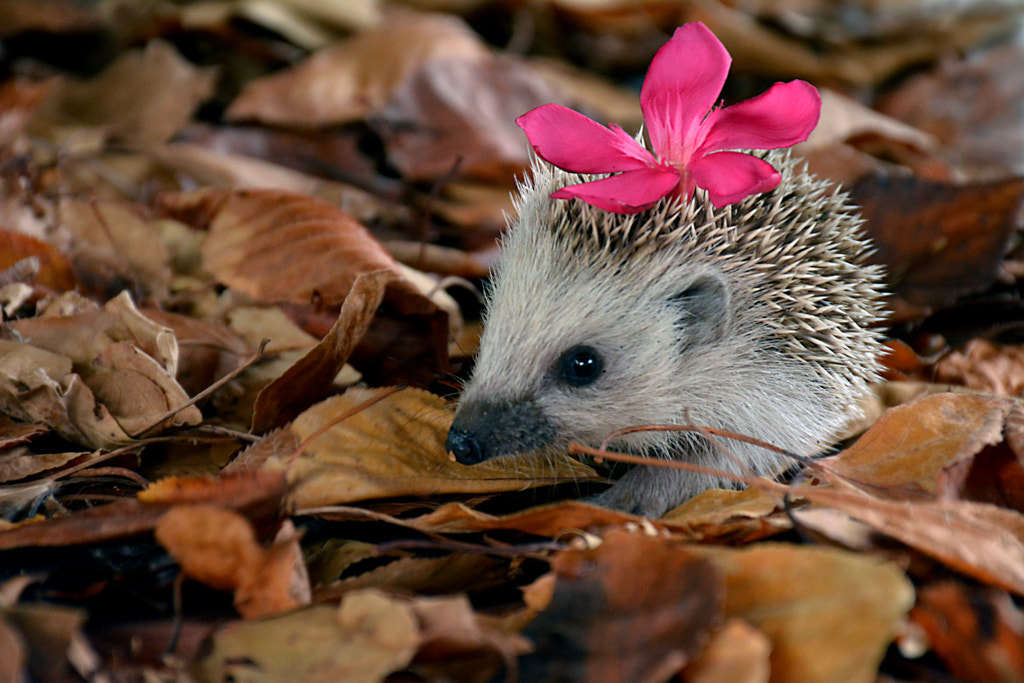 With a flower in the hair by Mirza Cengic on 500px.com