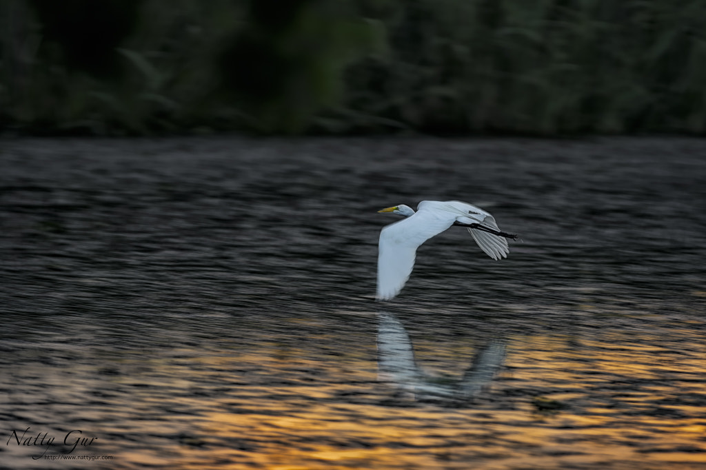 Pan-in by Natty Gur on 500px.com