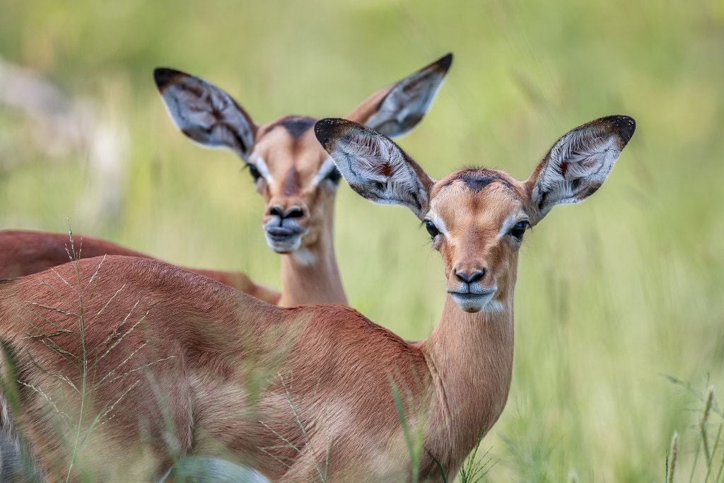 Two baby Impalas starring at the camera. by SG Wildlife Photography on 500px.com