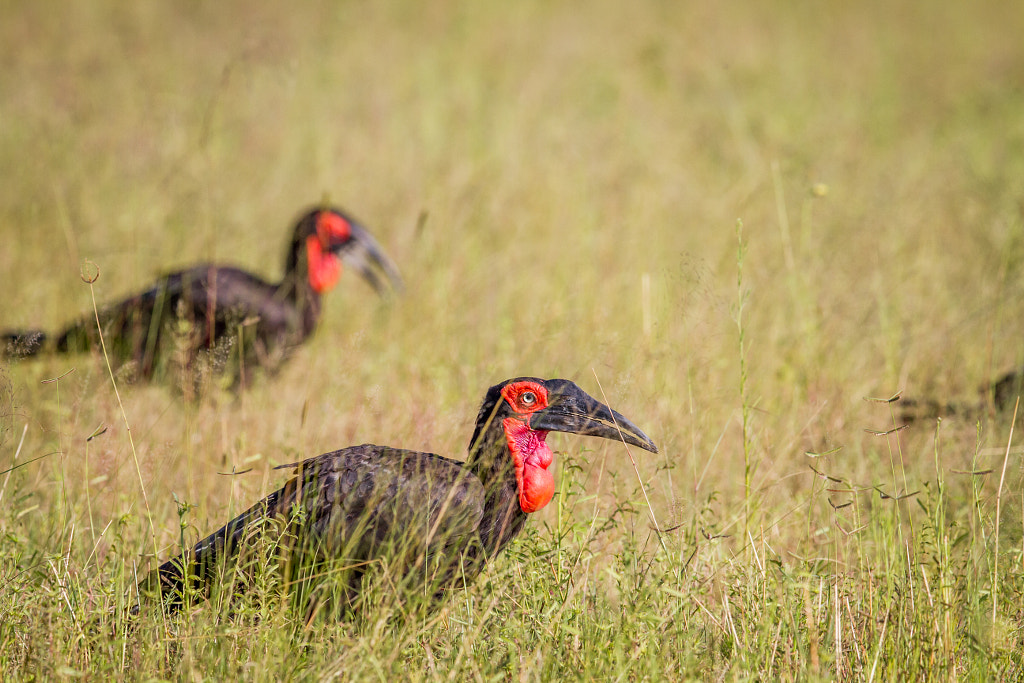 Two Southern ground hornbills in the high grass. by SG Wildlife Photography on 500px.com