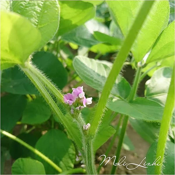 18年7月日 これ 枝豆 の花なんですよ 湯上り娘という品種です やさい 野菜 花 フラワー 蔬菜 야채 꽃 Vegetables Flower Ovoshi By Moli Lizhi 茉莉茘枝 500px