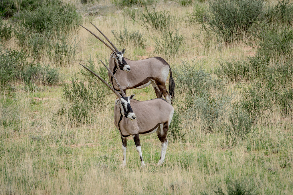 Two Gemsbok standing in the grass. by SG Wildlife Photography on 500px.com