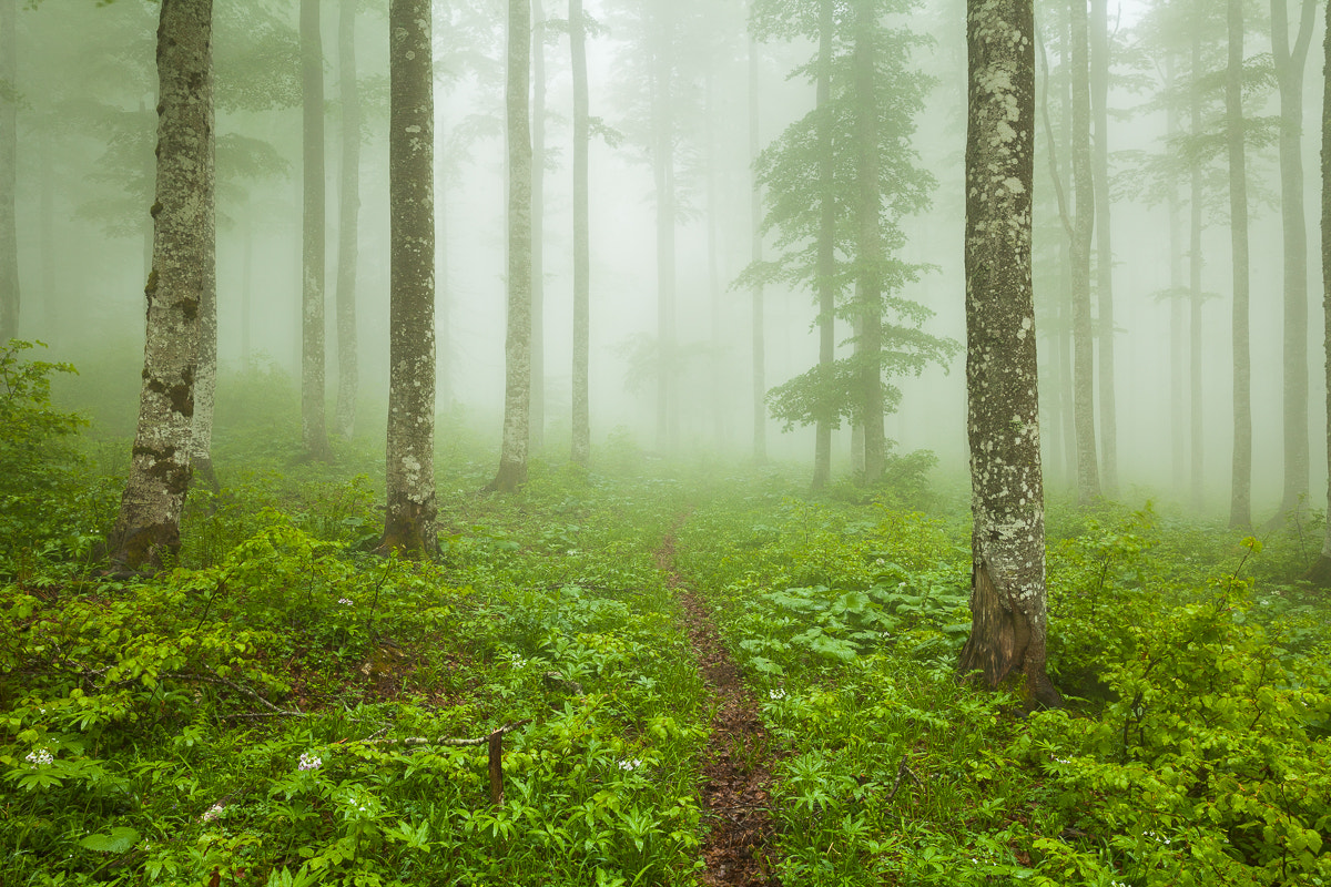 Vincent Favre (vincentfavre) Photos / 500px