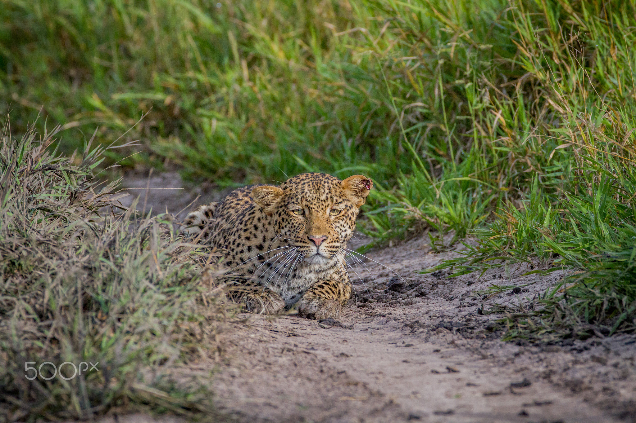 Leopard stalking towards the camera.