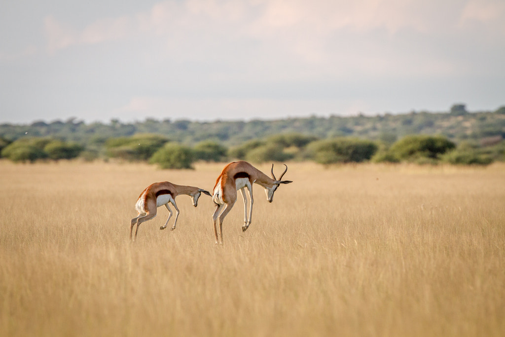 Two Springboks pronking in the grass. by SG Wildlife Photography on 500px.com