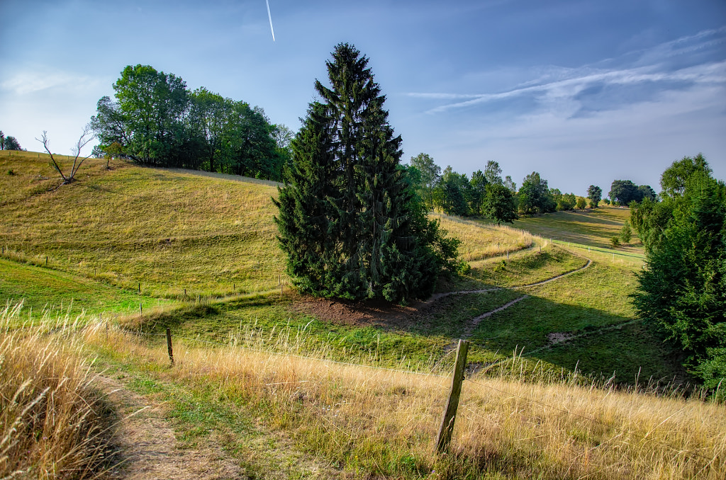 wetterfichte II von dirk derbaum auf 500px.com