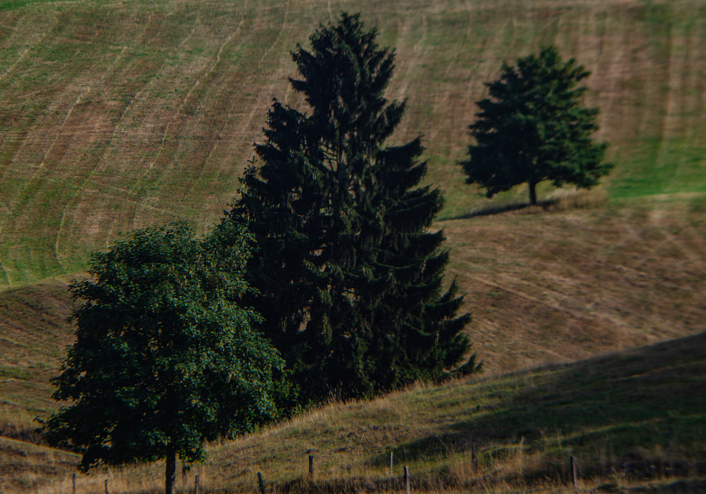 III trees von dirk derbaum auf 500px.com