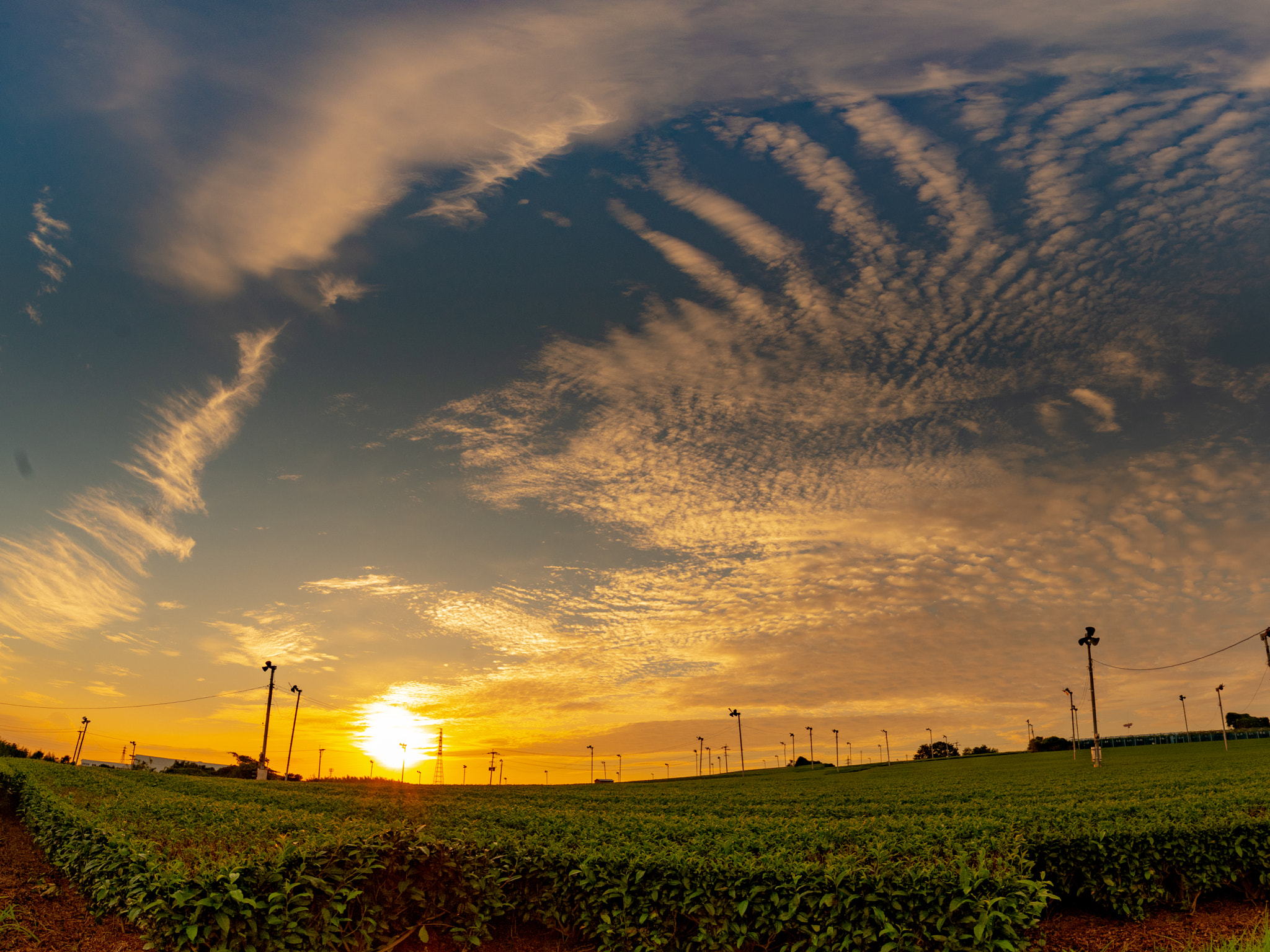 sunset sky on the tea leaf farm in Japan