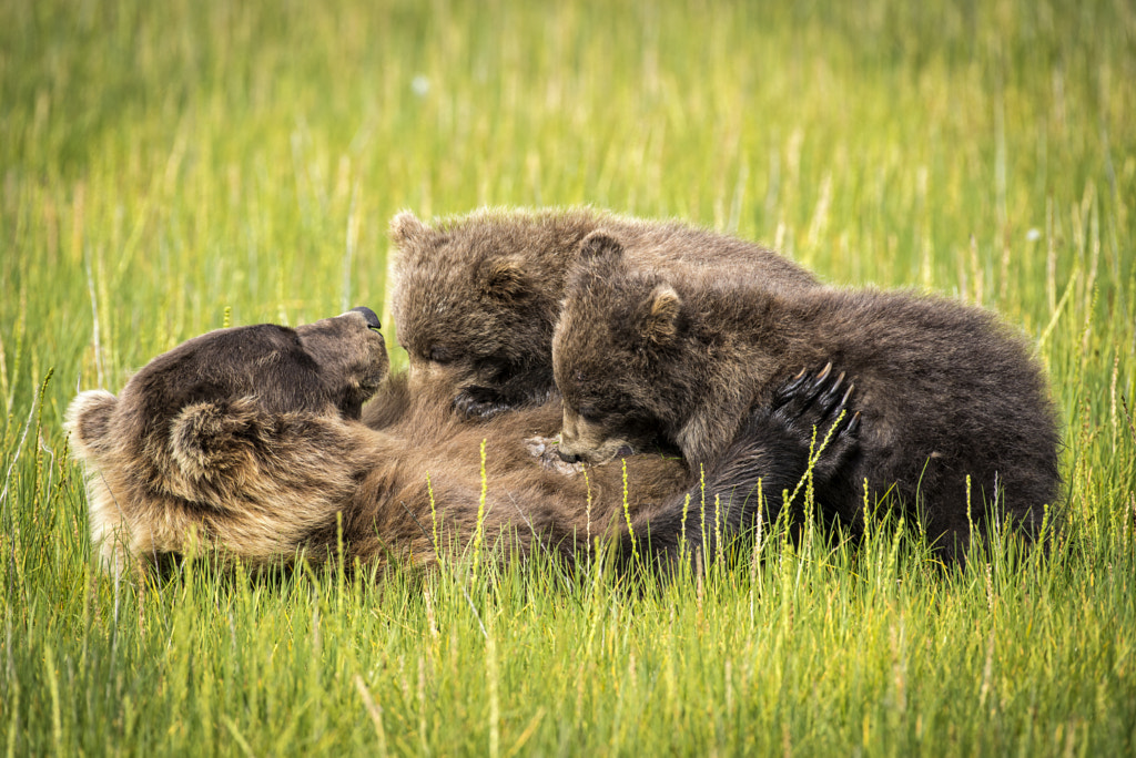 Nursing Bear Cubs by JDay Photography on 500px.com