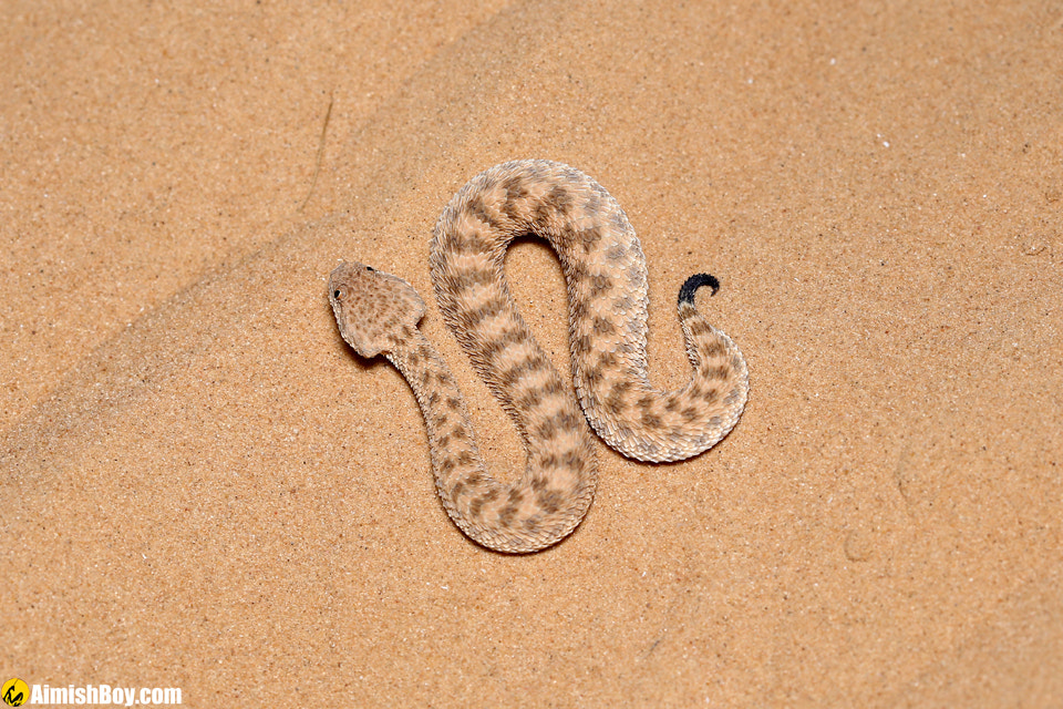 Sahara sand viper by AimishBoy (Nadav Bagim) on 500px.com