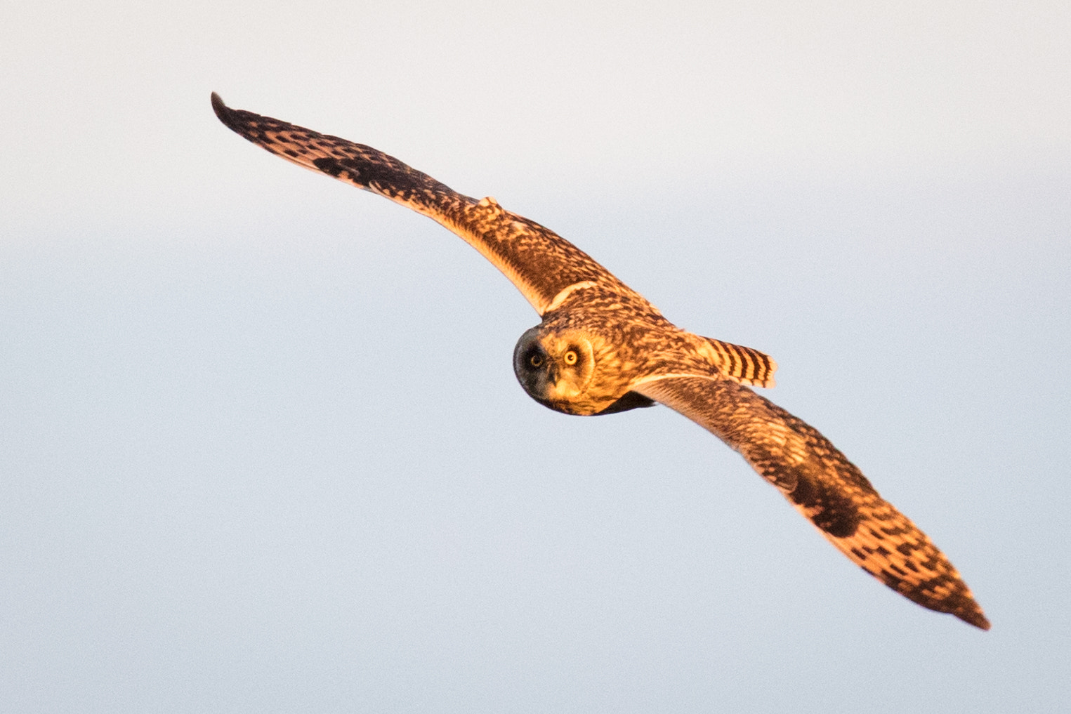 Short Eared Owl