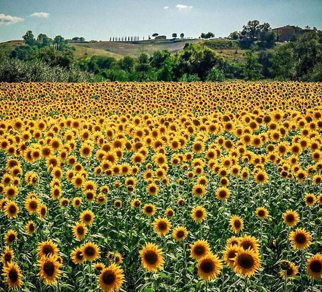 2018-7-21

覺得緊迫盯人
-
-
義大利 | 托斯卡尼
-

#SR2 #Tuscany #Toscana #Siena
#italian #Italy #...