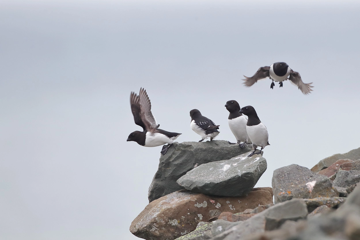 Air traffic on Svalbard