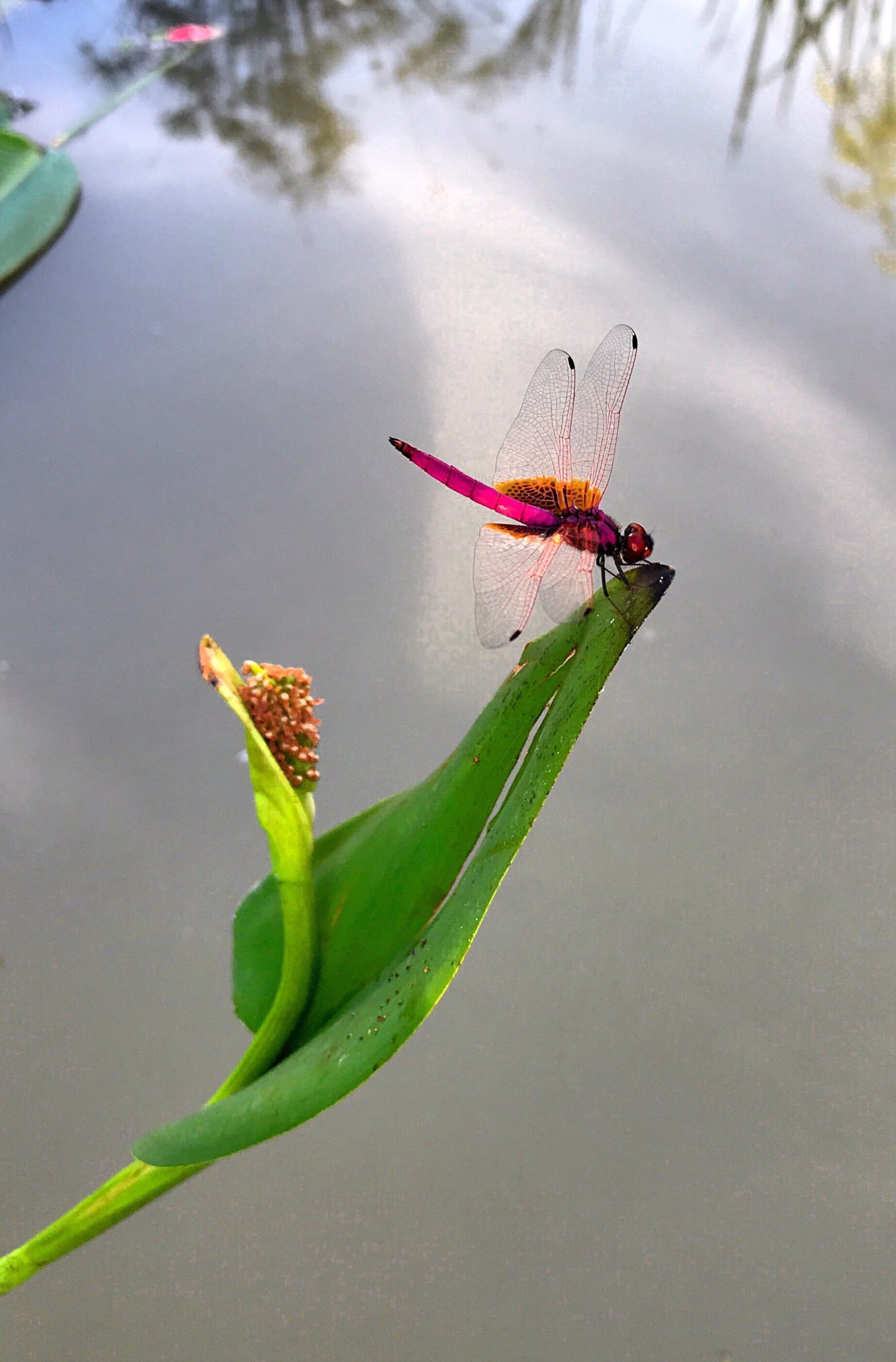 红蜓·手机拍摄