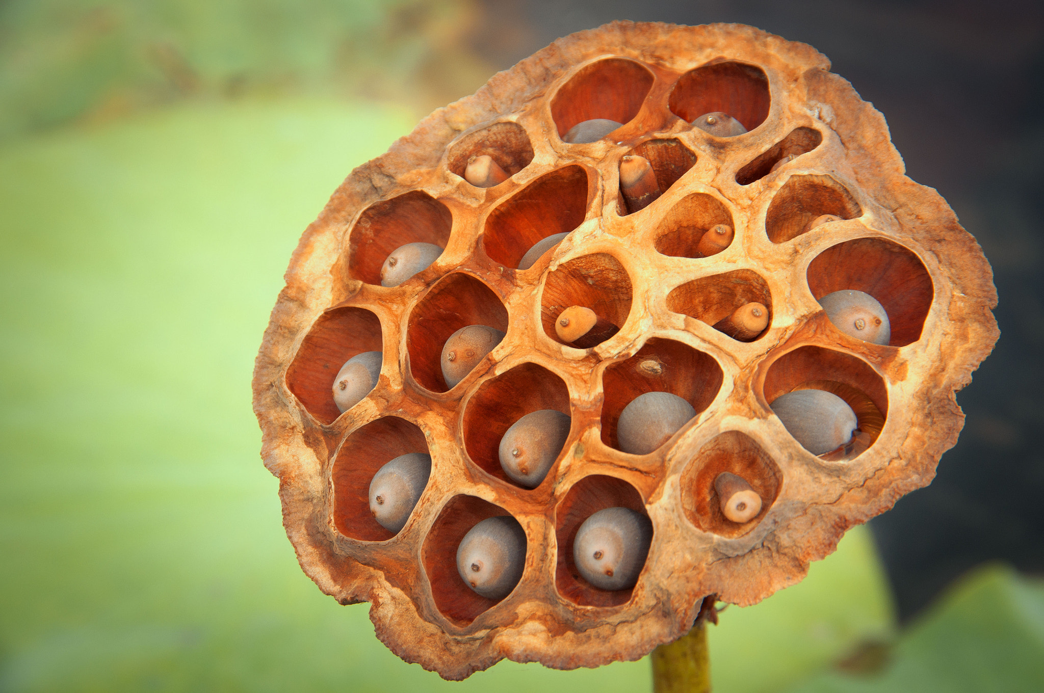 Dry lotus flower by Wan Zuharuddin Photo 26724969 / 500px