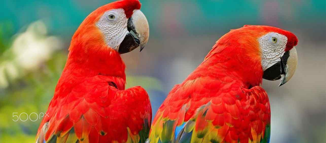 Exotic Tamed Birds Pet Shop| Macaws,Exotic Birds F