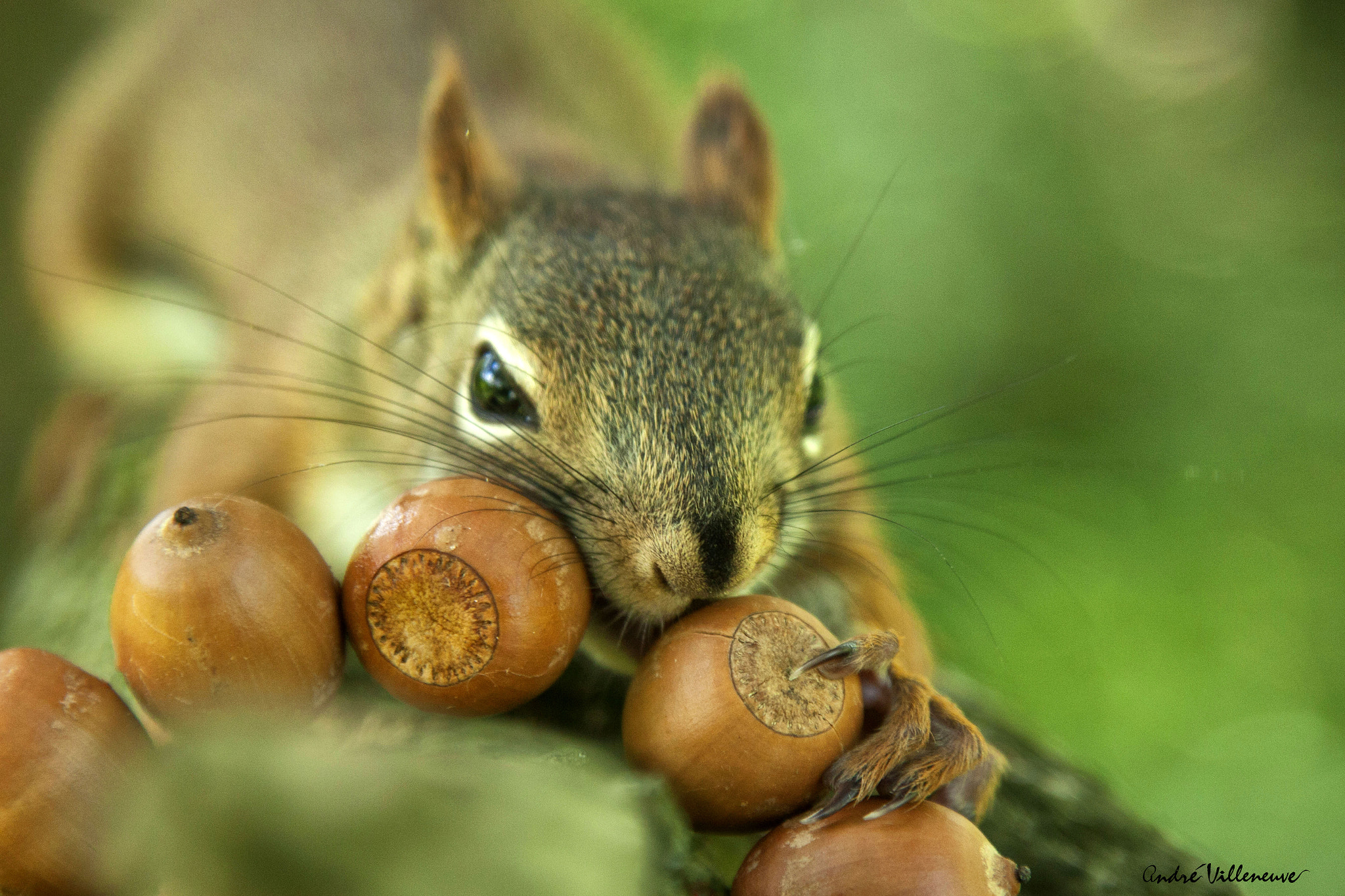 Орехи на елке