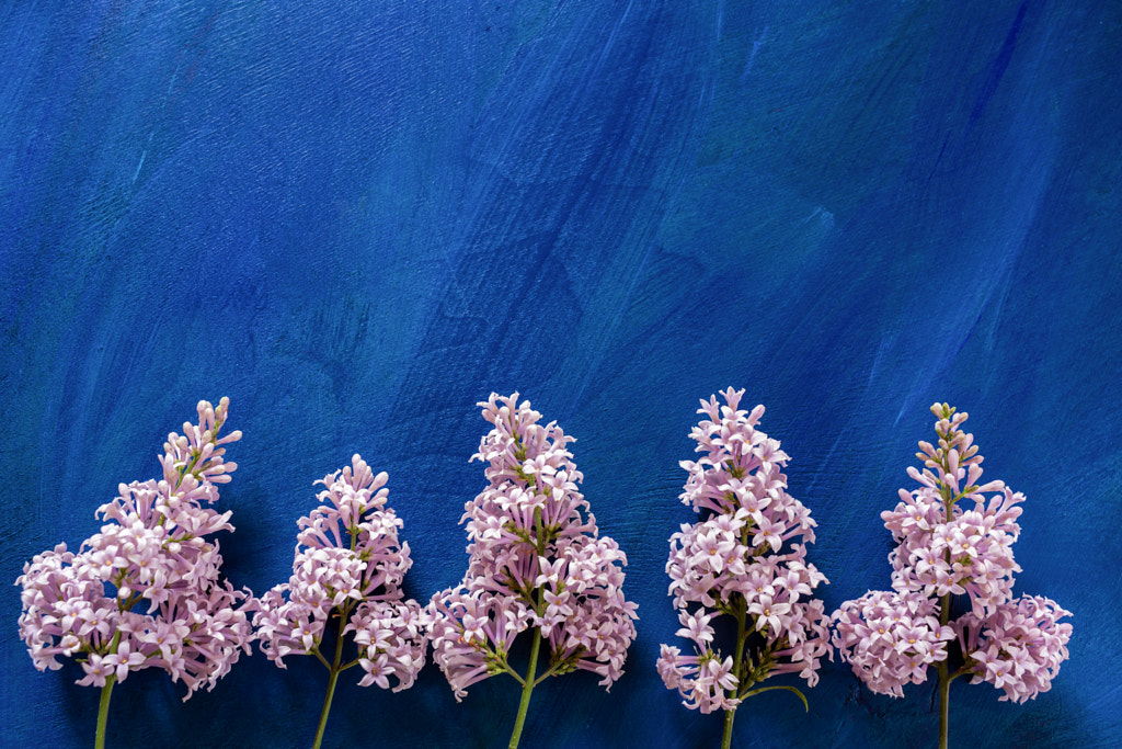 Painted blue background with blooming lilac branches at the bottom and with copy space. by Natalia Semkina on 500px.com