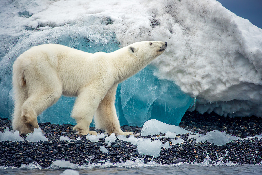 Polarbear by Sascha Feuster on 500px.com