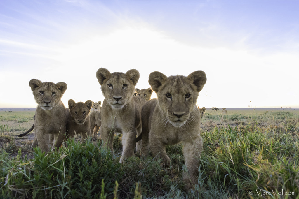 Come closer by Marc MOL on 500px.com